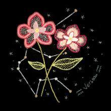 Constellation du verseau et son orchidée - un chat dans l'aiguille