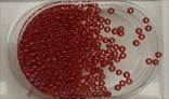 Perles Petites rouge 6409